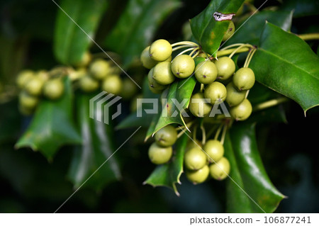 Young fruit of holly moth Young fruit of holly moth 106877241
