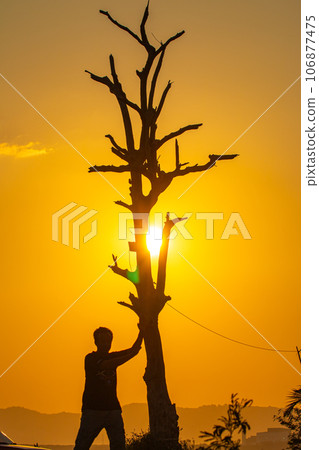 silhouette of a man with dead tree in yellow sky. 106877475