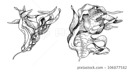 Vector sea plant ink hand drawn illustration isolated on white background. Laminaria, brown kelp, ascophyllum seaweed black white line. Design element for package, label, trade, wrapping Vector sea plant ink hand drawn illustration isolated on white background. Laminaria, brown kelp, ascophyllum seaweed black white line. Design element for package, label, trade, wrapping 106877582