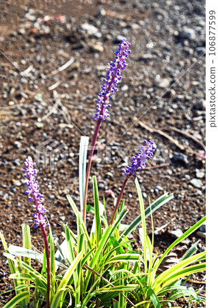 Raven Yabran 106877599