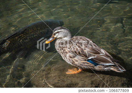 鴨川鳧(雌性) 鴨川鳧(雌性) 106877809