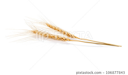Ear of barley on white background Ear of barley on white background 106877843