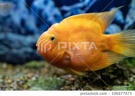 Orange parrot fish in the aquarium. Red Parrot Cichlid. Aquarium fish Orange parrot fish in the aquarium. Red Parrot Cichlid. Aquarium fish 106877873