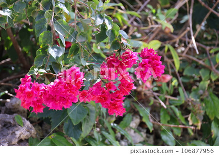 美麗的九重葛 美麗的九重葛 106877956