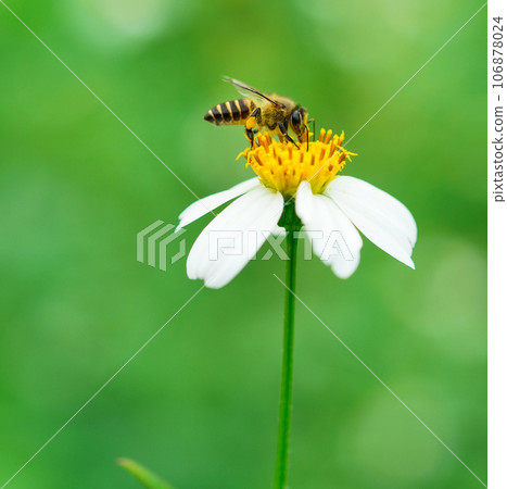 bee on wild flower pollens with green background. 106878024