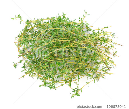 Thyme isolated on white background. 106878041