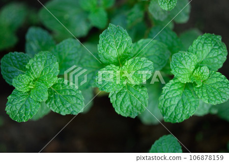 mint plant grow at vegetable garden mint plant grow at vegetable garden 106878159