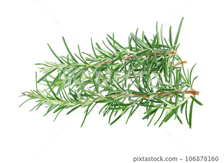 rosemary isolated on white background rosemary isolated on white background 106878160