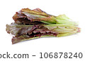 Hydroponic vegetable, red cos lettuce on white background 106878240