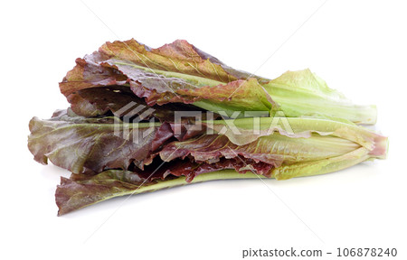 Hydroponic vegetable, red cos lettuce on white background Hydroponic vegetable, red cos lettuce on white background 106878240