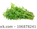 Diplazium esculentum or edible vegetable fern found in Asia and Oceania on white background. 106878241