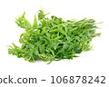 Diplazium esculentum or edible vegetable fern found in Asia and Oceania on white background. 106878242