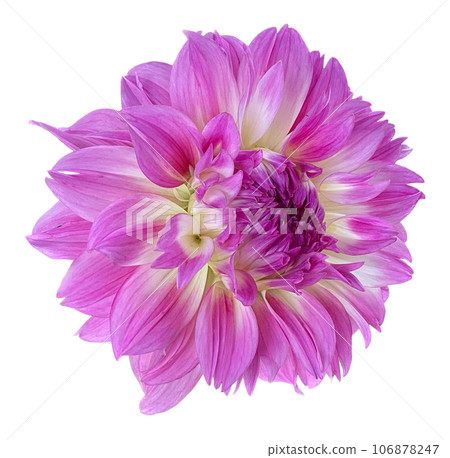 Dahlia_photo cutout material (PNG-transparent background/JPG-white background) 106878247