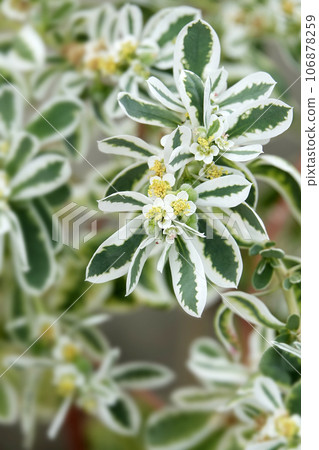 初雪草，一種美麗的涼爽葉植物，葉子變白。 106878259