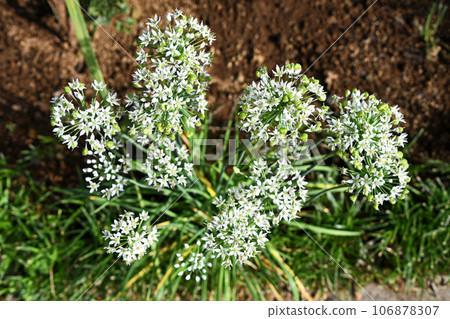 Nira Flower 106878307