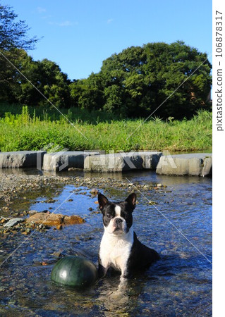 強大的波士頓梗犬在宮古川清澈的水中守護著冰鎮的西瓜♡ 106878317