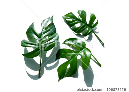 Beautiful green foliage plant princess Monstera leaves Beautiful green foliage plant princess Monstera leaves 106878356