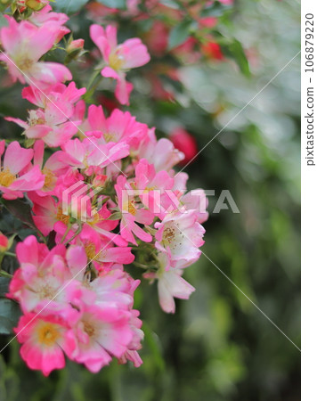 Beautiful roses blooming at Yokohama City Hall 106879220
