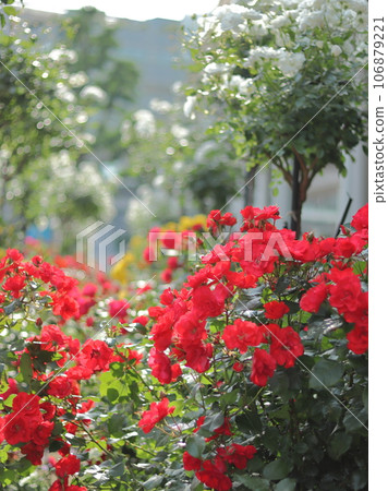 Beautiful roses blooming at Yokohama City Hall 106879221