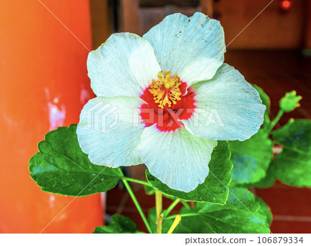 White Red Flower in Bright Summer Season 106879334