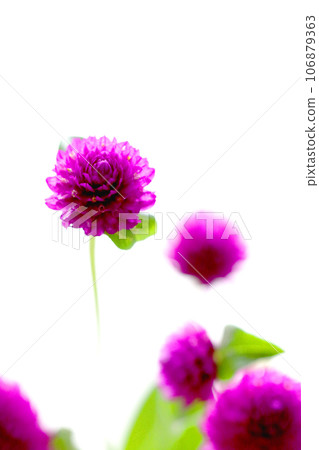 Sennichikou flower Sennichikou flower 106879363