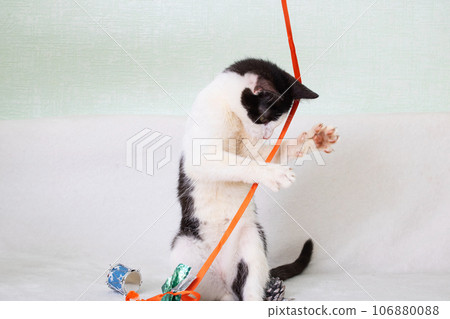 Black and white kitten playing with a rope 106880088