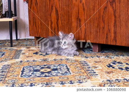 Small fluffy kitten with a curious look 106880098