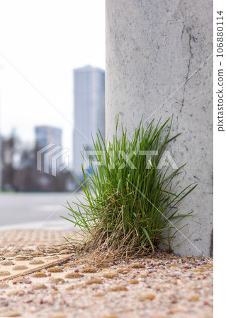 Green grass well pole on the sidewalk 106880114