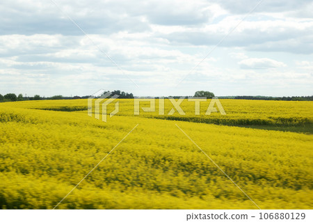 Field of yellow flowers and blue sky Field of yellow flowers and blue sky 106880129