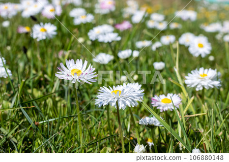 Small daisy flowers among green grass closeup 106880148