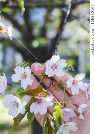 Cherry blossom petals on branches with green leaves in hand 106880168