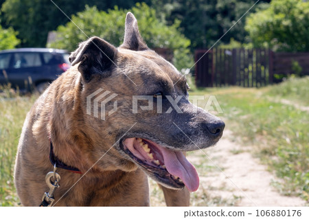 Staffordshire Terrier in the field, closeup portrait Staffordshire Terrier in the field, closeup portrait 106880176