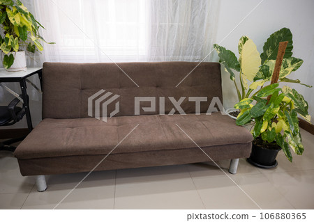 Green plants in pot nearing sofa in living room at home, Defocused home interior design, Home decor with fabric sofa and green houseplants 106880365