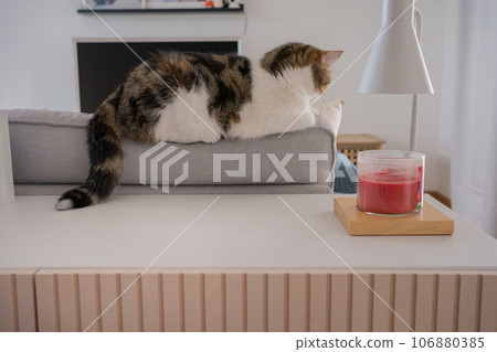 web banner brown tabby scotish cat playing and having fun in living room web banner brown tabby scotish cat playing and having fun in living room 106880385