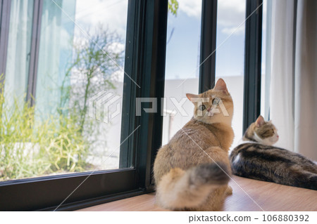 gold british cat kitten and brown tabby scottish cat playing and having fun in living room gold british cat kitten and brown tabby scottish cat playing and having fun in living room 106880392