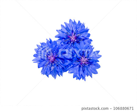 Close up of blue cornflower flower isolated on white Close up of blue cornflower flower isolated on white 106880671