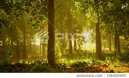 A dense forest with vibrant foliage and tall trees A dense forest with vibrant foliage and tall trees 106880994