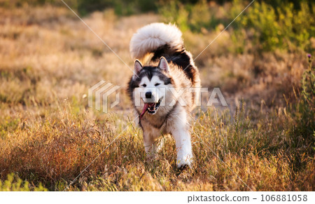 Alaskan malamute walking on sunny meadow 106881058