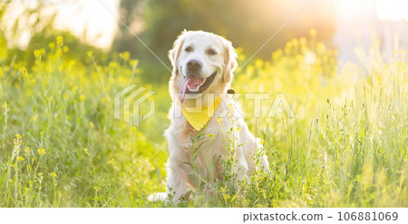 Cute dog on field with flowers Cute dog on field with flowers 106881069