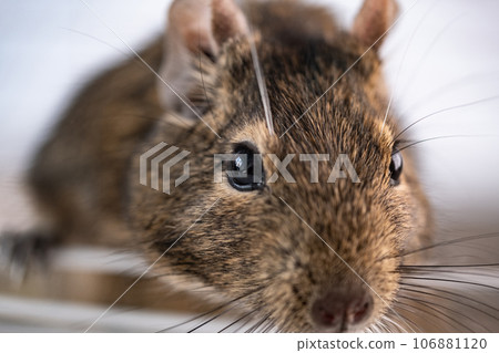 Chilean squirrel degu 106881120