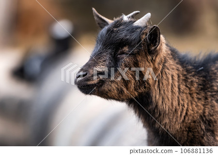 African pygmy goat portrait 106881136