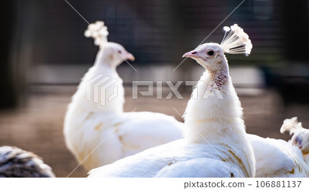 White peacocks in nature White peacocks in nature 106881137