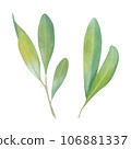 Pistachio sprig. Green twig. Leaves. Watercolor illustration on a white background. Hand drawn. For postcards 106881337