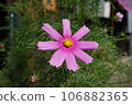 Cosmos 106882365