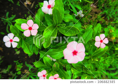 Landscape of periwinkle in the flower bed 106882385