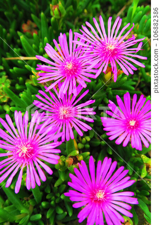 Scenery of blooming pine flowers 106882386