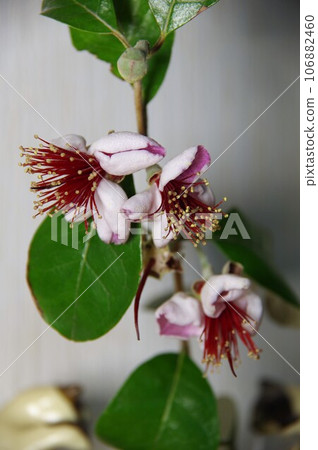 Feijoa Triumph 106882460