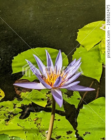 A light purple water lily. A light purple water lily. 106882475