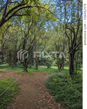 A far bench surrounded by fresh greenery A far bench surrounded by fresh greenery 106882476