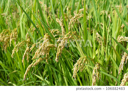 秋天的果實（Rice Ino） 106882483